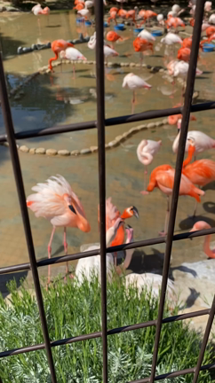 GW ６日目は何十年ぶりの【王子動物園】❗️の記事動画