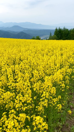 喜多方 三ノ倉高原 菜の花フェスタ 22 満開 見頃を迎えています Sybilleの部屋