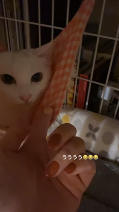 保護猫のはくちゃんの記事動画