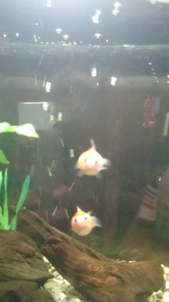 新しい家族が出来ました！の記事動画