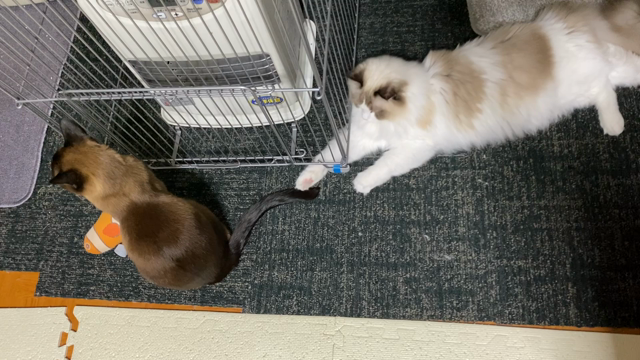 サボり過ぎてm(_ _)mの記事動画