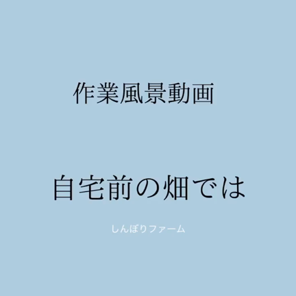 お店の前の畑ではの記事動画