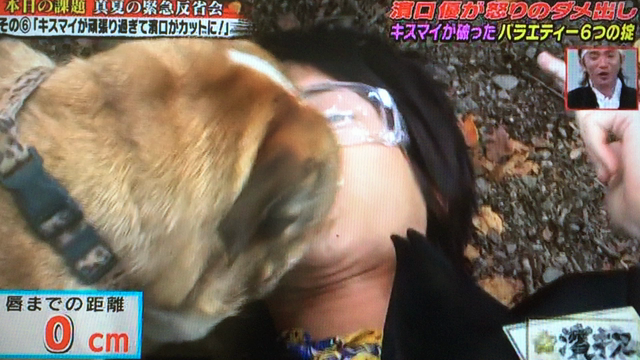 ブルドッグとキスキスキス♡ぶちゅーの記事動画