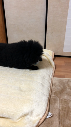 ペットボトル好きの記事動画