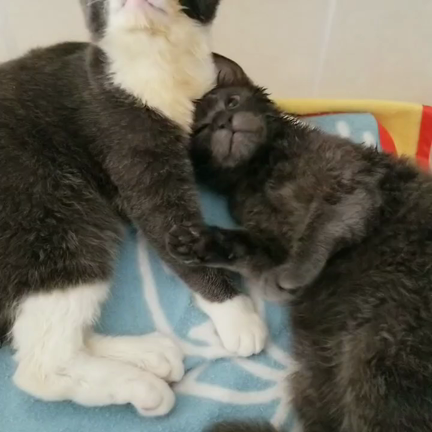 お知らせ（再）　の記事動画