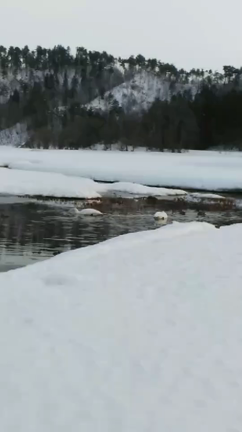 今日はサイド焼き、白鳥もきていました。の記事動画