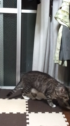 すきなものいっぱいの記事動画