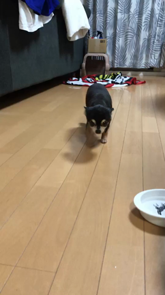 “まひる”正式譲渡決定！の記事動画