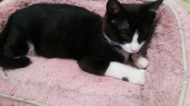 祝！1ヶ月記念の記事動画