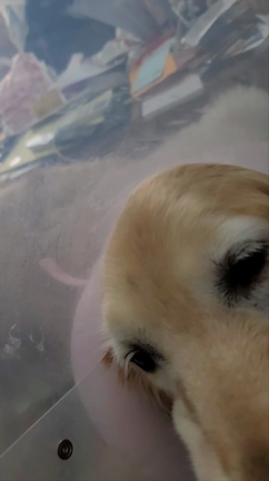 ミルクが帰ってきたあの記事動画