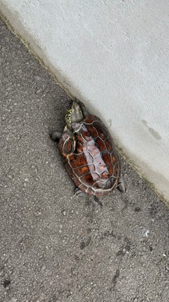 ナックの散歩の記事動画