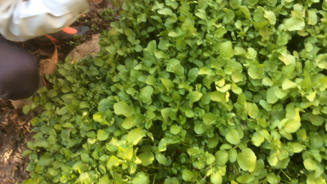 思いつくまま日記168の記事動画