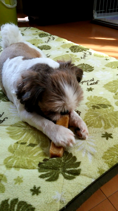 今日のミントの記事動画