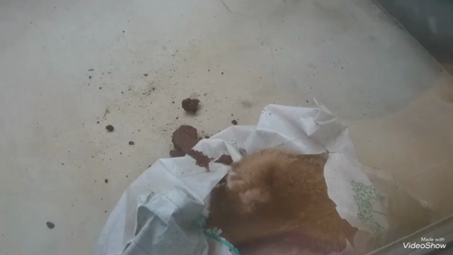 ゴールデンウィーク～生き物編～の記事動画