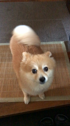 【かわいい通信】かわいい動画♡の記事動画