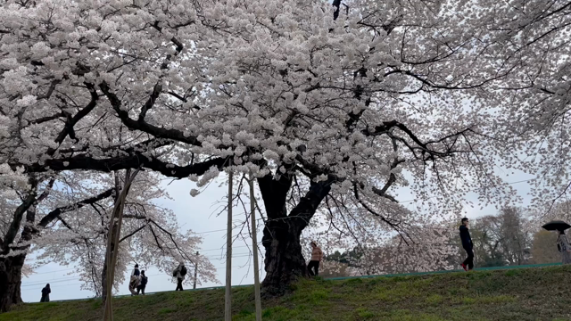 一目千本桜、昨日と今日。の記事動画