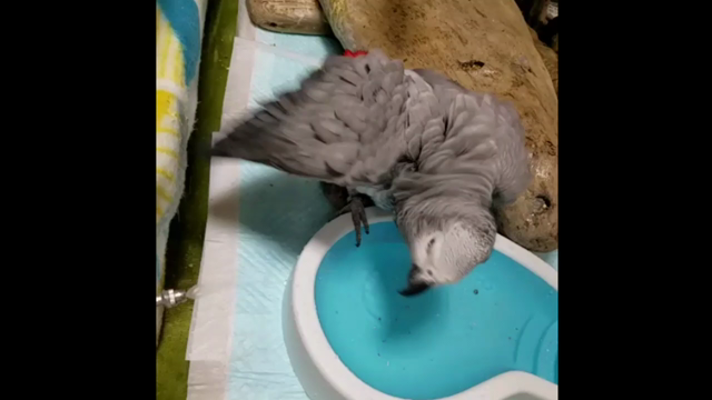 フライングタイガーのバードバス Triiiiiico