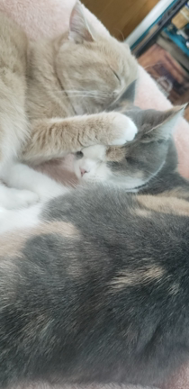 クリスマスプレゼント☆ミの記事動画