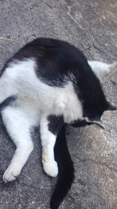 愛しいあの子は四国の地の記事動画