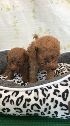 レッドの兄弟の記事動画