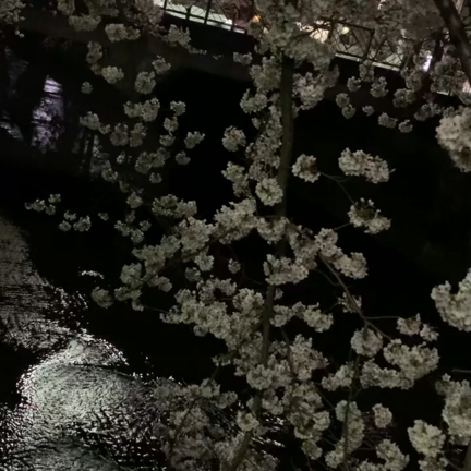 夜桜！の記事動画