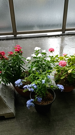 断念…するしかなくての記事動画