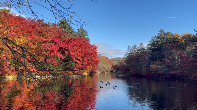 2021/11/17の記事動画