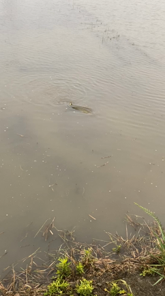 雷魚or鯰どっちの記事動画