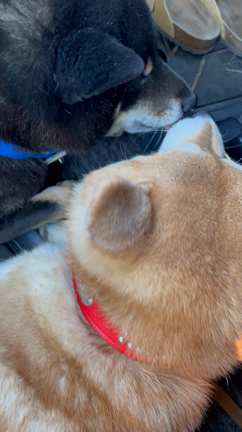 柴くん達も、ドライブを兼ねて、お年賀を買いに行くの記事動画