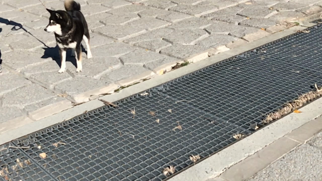 まるちゃん動画の記事動画