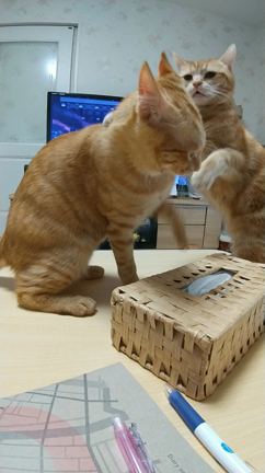 SUGAの誕生日の記事動画