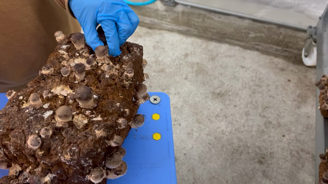 椎茸収穫についての記事動画