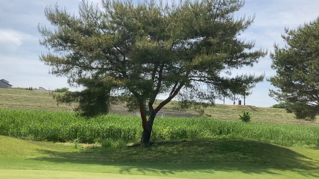 ゴルフでミスショットや不安の時のリセット方法の記事動画