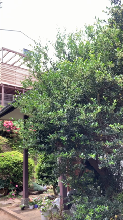 通り過ぎる猫の記事動画