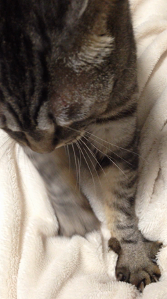 毛布でフミフミの記事動画