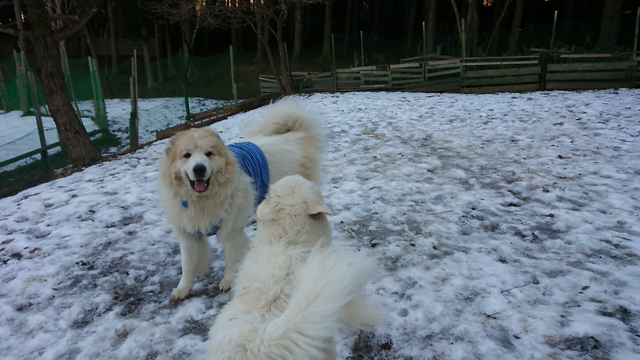 今日もドッグランの記事動画