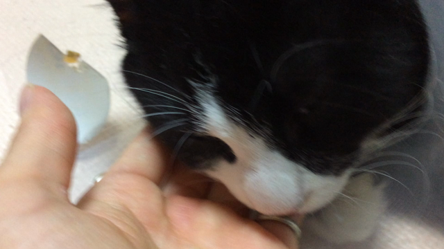 同居猫 ルナが気づかせてくれたこと。の記事動画