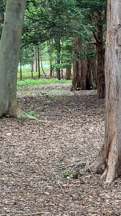 北海道神宮　茅の輪くぐり♡の記事動画