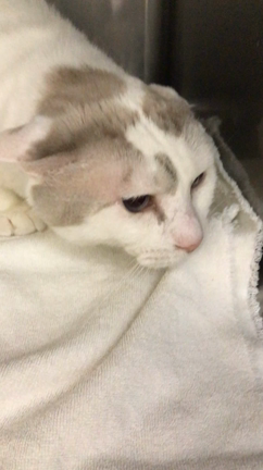 ぶんちゃん家族が決まりました✨の記事動画