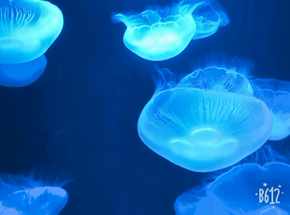 運動習慣を身につける✴︎の記事動画