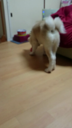 秋田犬ときどきミックス犬ときどき猫