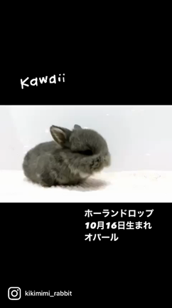 10/16生まれのホーランドちゃん達Ⅲ♪の記事動画
