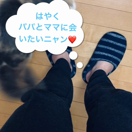 保護猫の記事動画