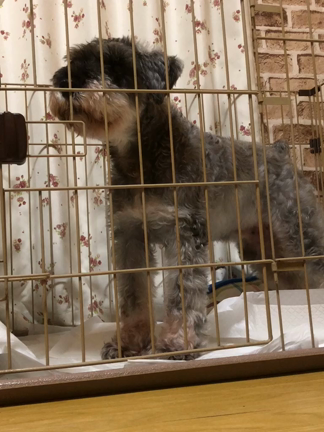 お久しぶりのジュエルちゃんですがの記事動画