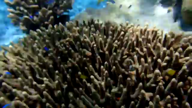 ダイビングの記事動画