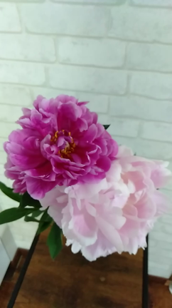 暮らしに花を〜シャクヤクの記事動画