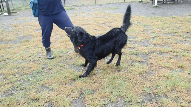 ランラン(’-’*)♪の記事動画