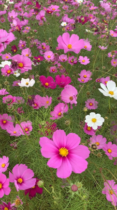 秋のお花もいよいよ終盤の記事動画