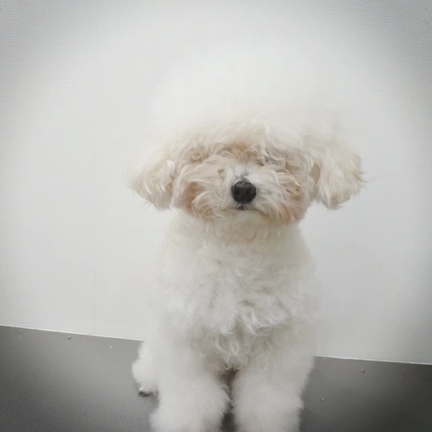 トリミング★スライドショーの記事動画