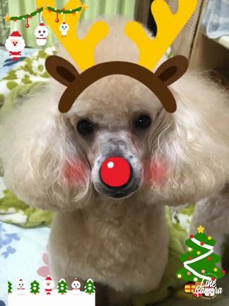 クリスマスパーティー！の記事動画